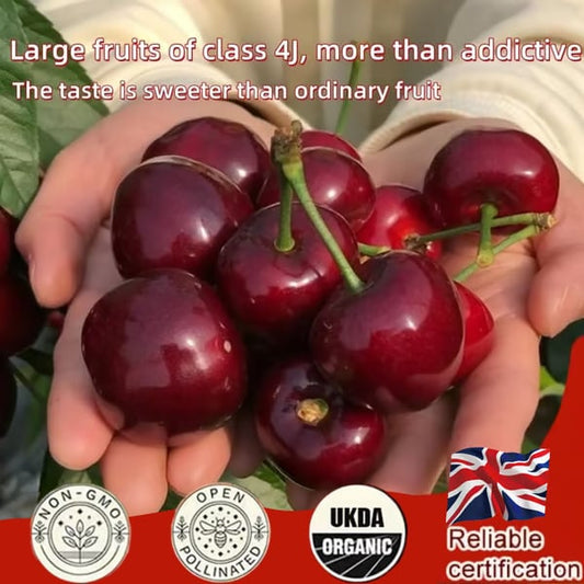 🌳BIG SALE🍒Cherry tree seeds / Cherry seeds Plant Ideal for Gardens & Containers