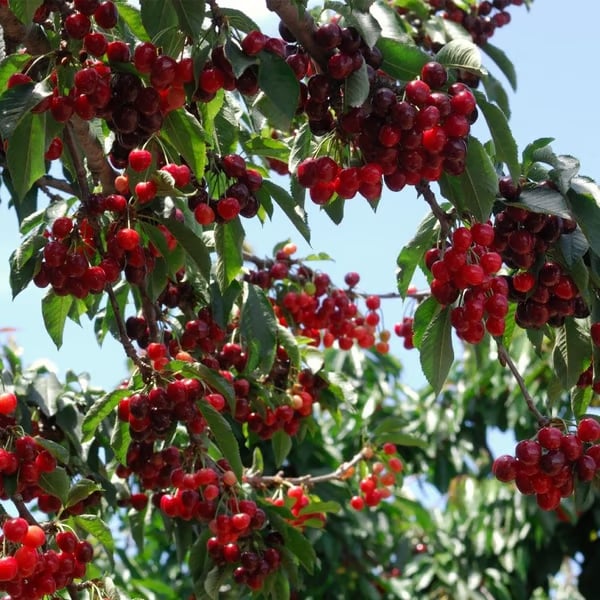 🌳BIG SALE🍒Cherry tree seeds / Cherry seeds Plant Ideal for Gardens & Containers