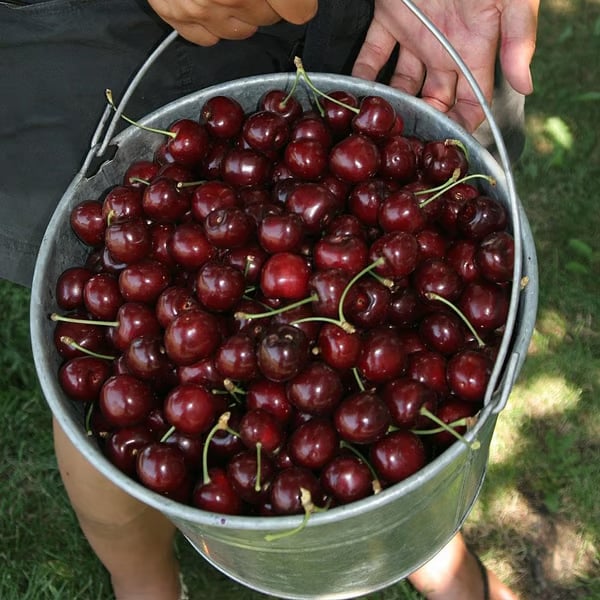 🌳BIG SALE🍒Cherry tree seeds / Cherry seeds Plant Ideal for Gardens & Containers