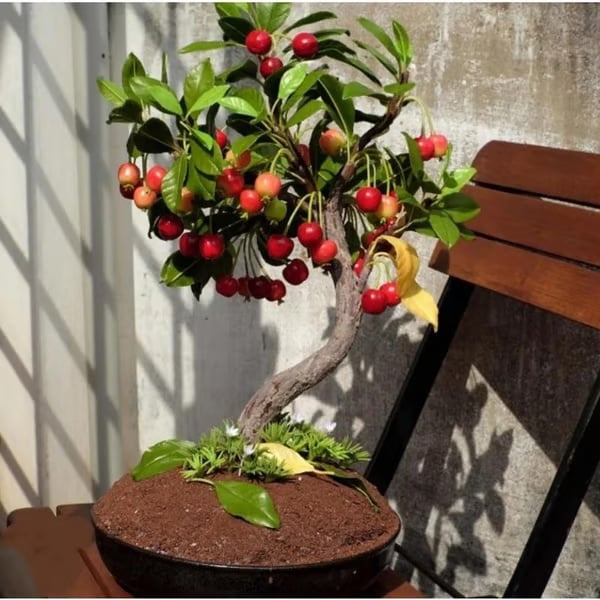 🌳BIG SALE🍒Cherry tree seeds / Cherry seeds Plant Ideal for Gardens & Containers
